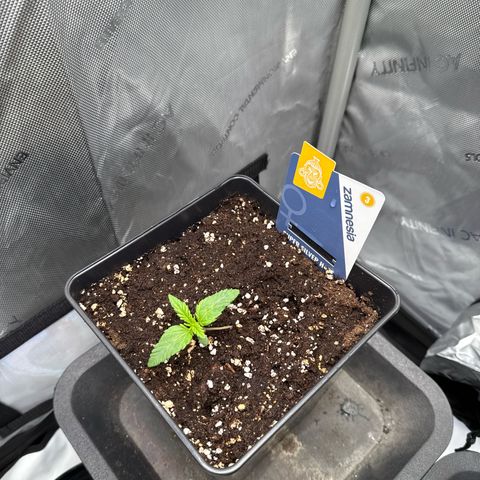 Super Silver Haze growlog timeline photo