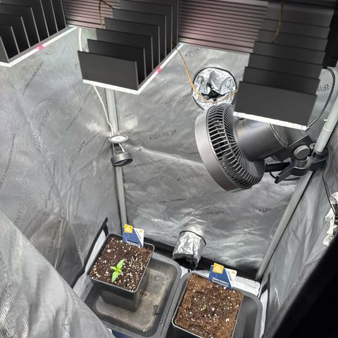 Super Silver Haze growlog timeline photo