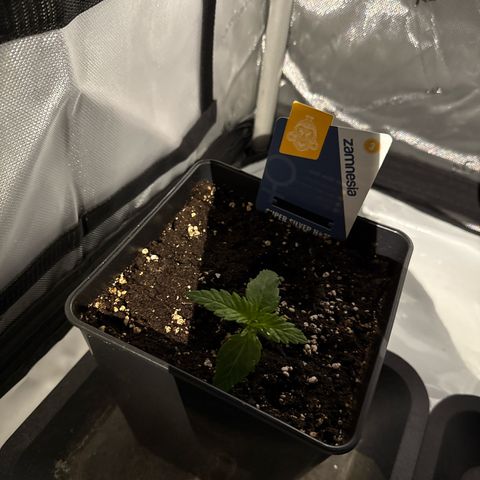 Super Silver Haze growlog timeline photo