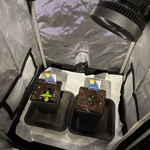 Super Silver Haze growlog timeline photo