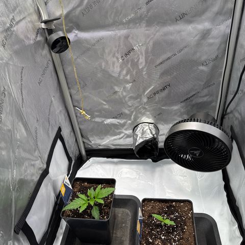 Super Silver Haze growlog timeline photo