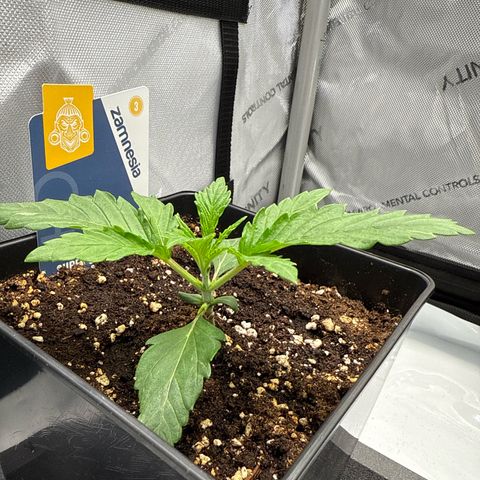 Super Silver Haze growlog timeline photo