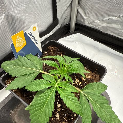 Super Silver Haze growlog timeline photo
