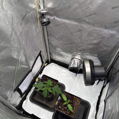 Super Silver Haze growlog timeline photo