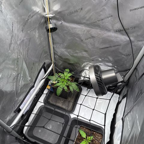 Super Silver Haze growlog timeline photo