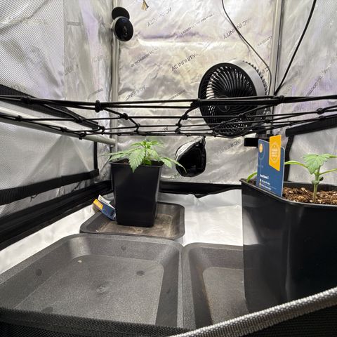 Super Silver Haze growlog timeline photo