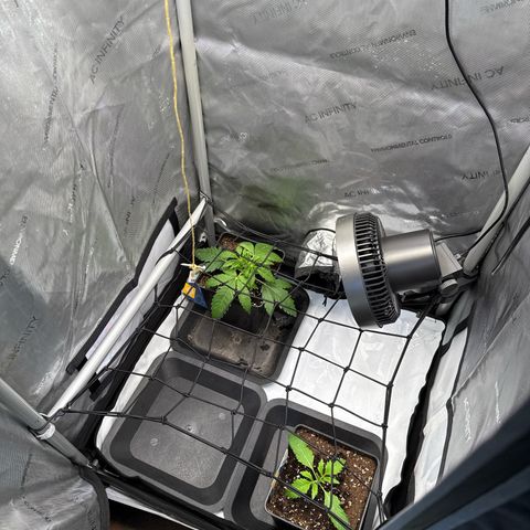 Super Silver Haze growlog timeline photo