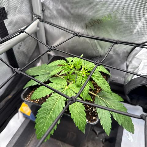 Super Silver Haze growlog timeline photo