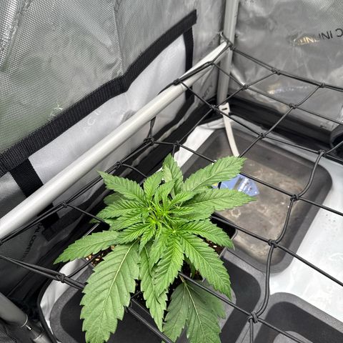 Super Silver Haze growlog timeline photo