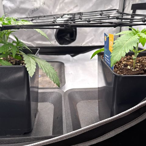 Super Silver Haze growlog timeline photo