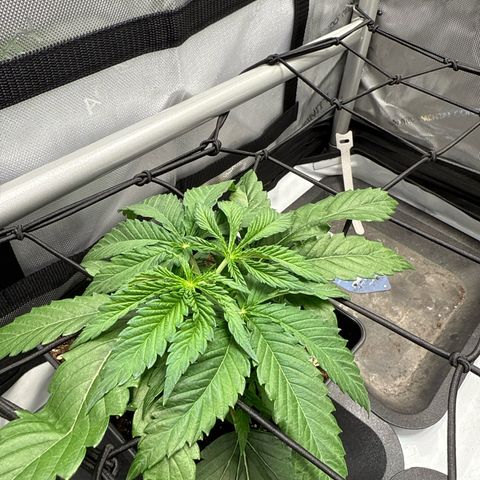 Super Silver Haze growlog timeline photo