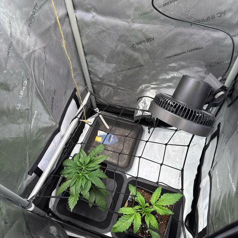 Super Silver Haze growlog timeline photo