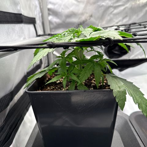 Super Silver Haze growlog timeline photo
