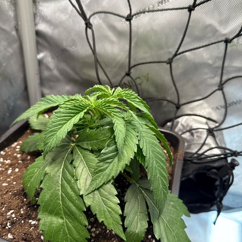 Super Silver Haze growlog timeline photo