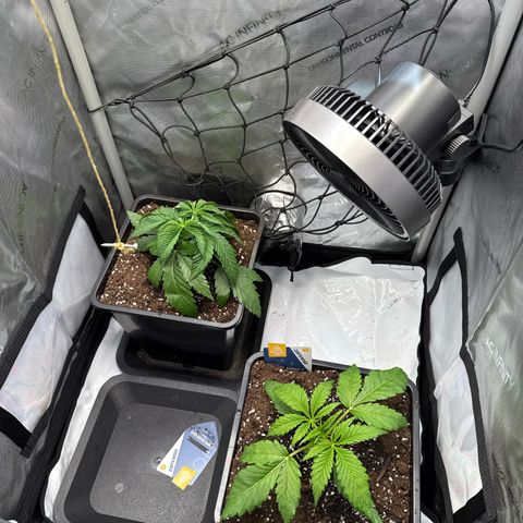 Super Silver Haze growlog timeline photo