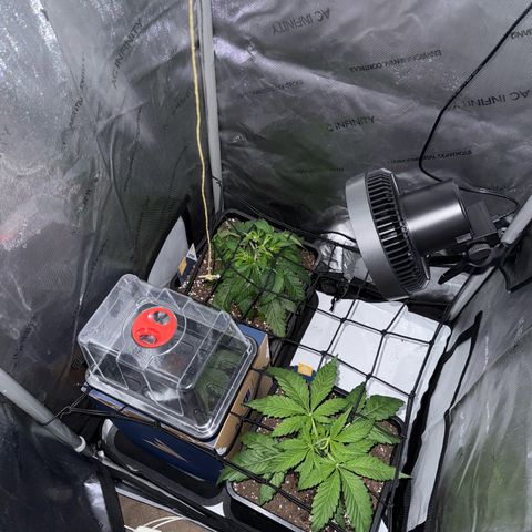 Super Silver Haze growlog timeline photo
