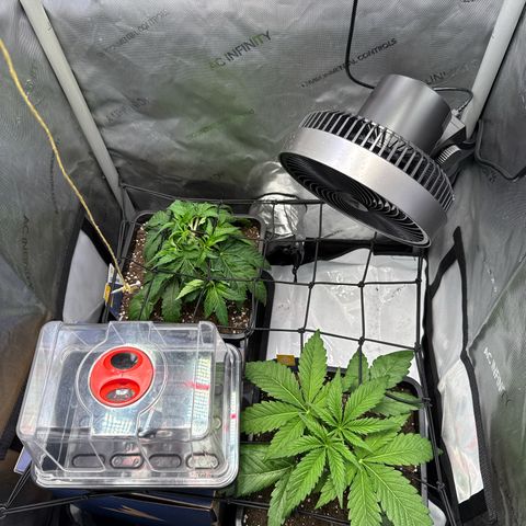 Super Silver Haze growlog timeline photo