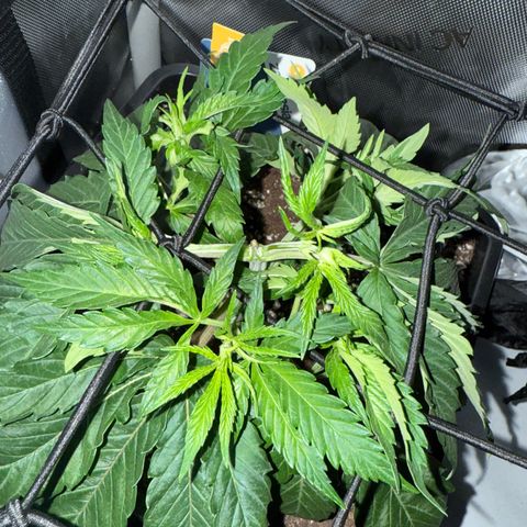Super Silver Haze growlog timeline photo