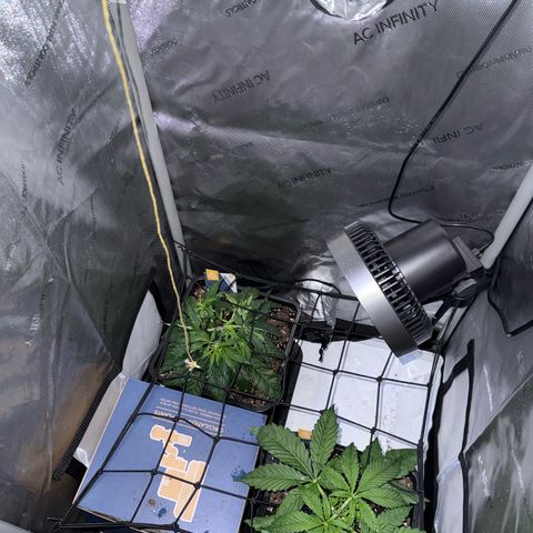 Super Silver Haze growlog timeline photo