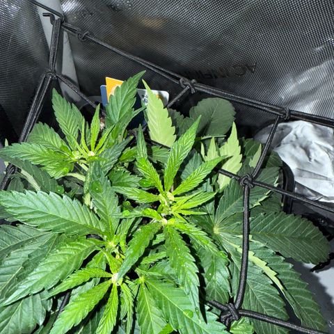 Super Silver Haze growlog timeline photo