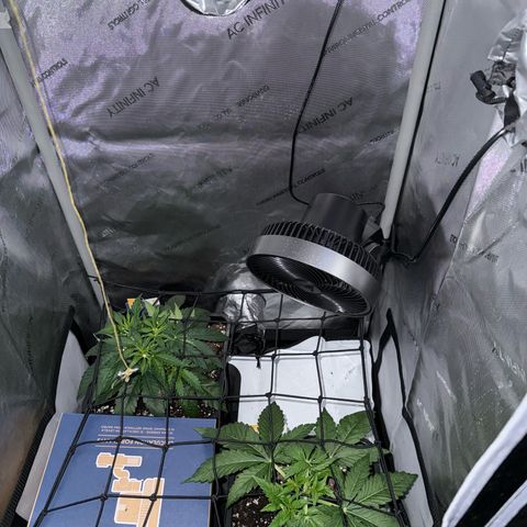 Super Silver Haze growlog timeline photo