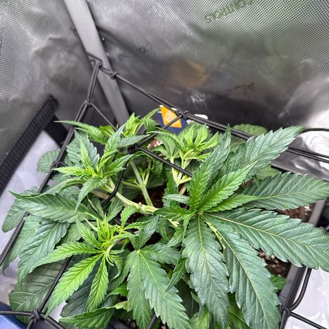 Super Silver Haze growlog timeline photo