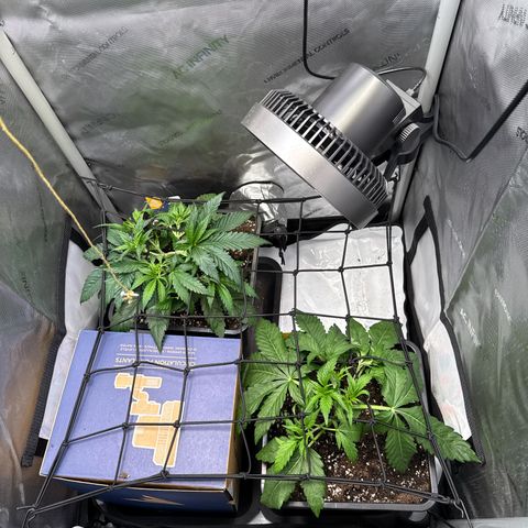 Super Silver Haze growlog timeline photo