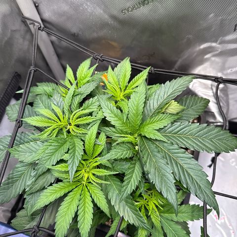 Super Silver Haze growlog timeline photo