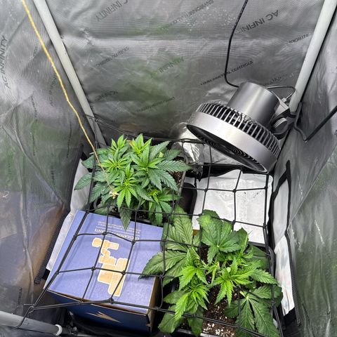 Super Silver Haze growlog timeline photo