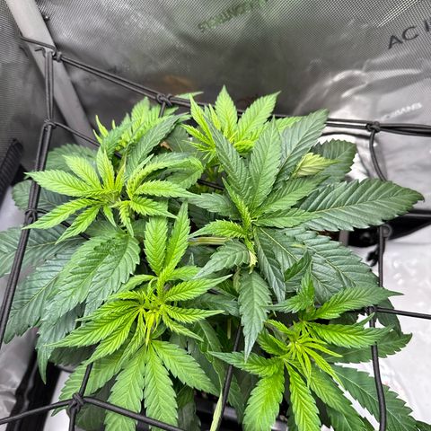 Super Silver Haze growlog timeline photo