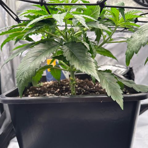 Super Silver Haze growlog timeline photo