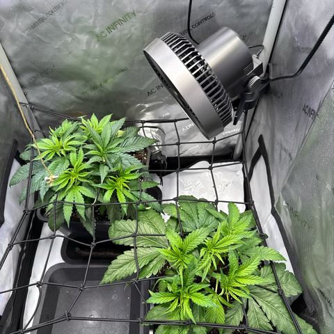 Super Silver Haze growlog timeline photo
