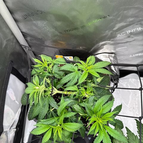 Super Silver Haze growlog timeline photo