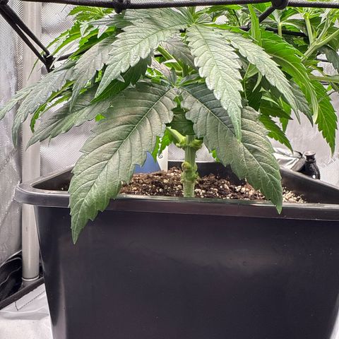 Super Silver Haze growlog timeline photo