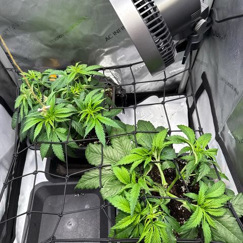 Super Silver Haze growlog timeline photo