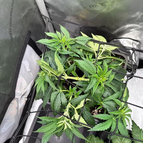 Super Silver Haze growlog timeline photo