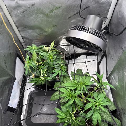 Super Silver Haze growlog timeline photo