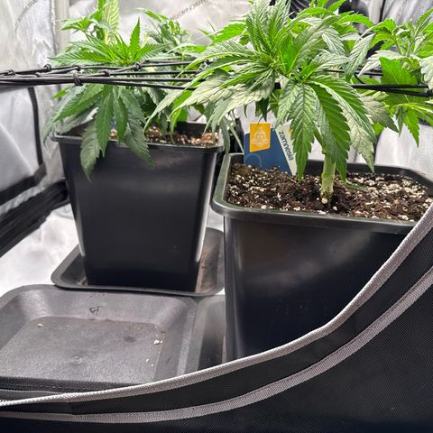 Super Silver Haze growlog timeline photo