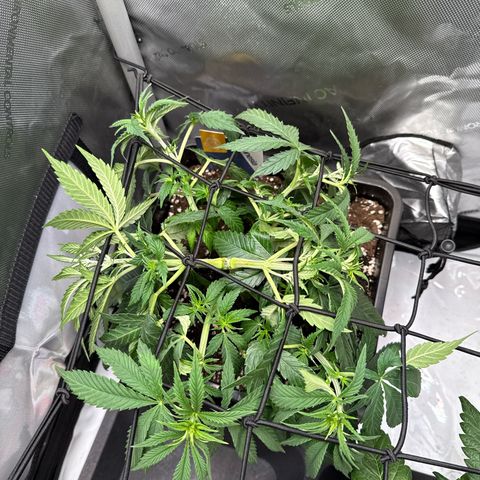 Super Silver Haze growlog timeline photo