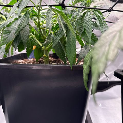 Super Silver Haze growlog timeline photo