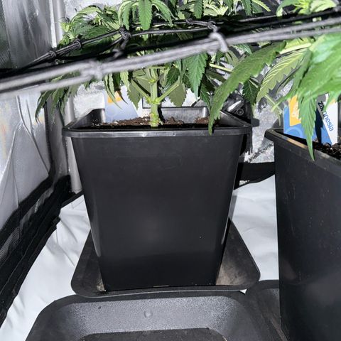 Super Silver Haze growlog timeline photo