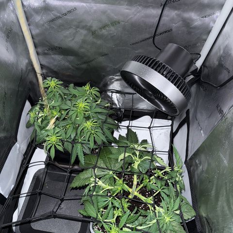 Super Silver Haze growlog timeline photo