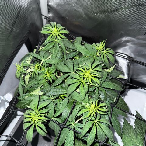 Super Silver Haze growlog timeline photo