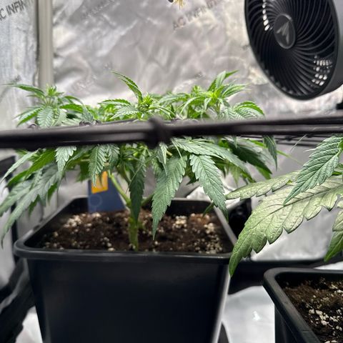 Super Silver Haze growlog timeline photo