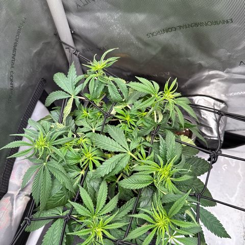 Super Silver Haze growlog timeline photo