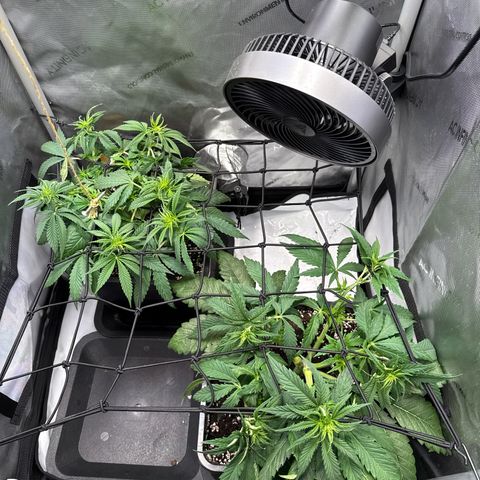 Super Silver Haze growlog timeline photo