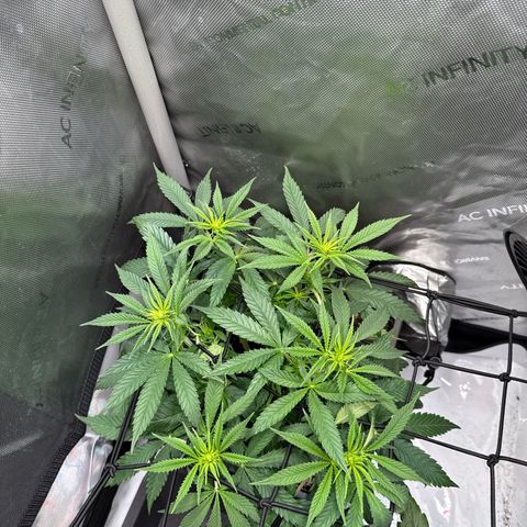 Super Silver Haze growlog timeline photo
