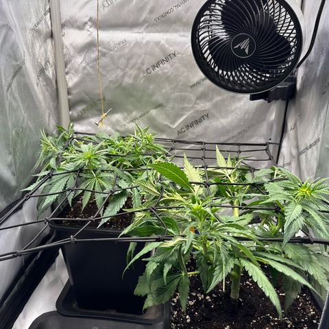 Super Silver Haze growlog timeline photo