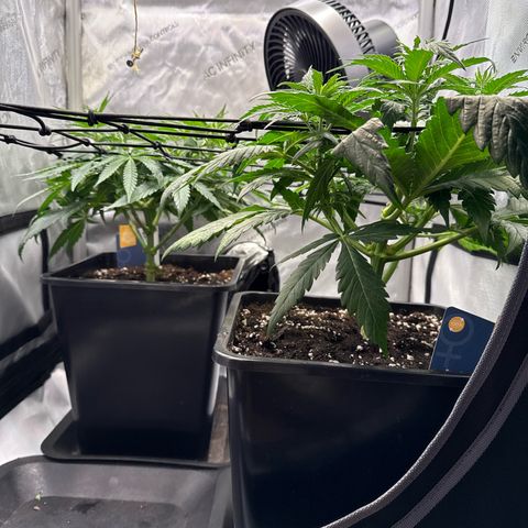 Super Silver Haze growlog timeline photo