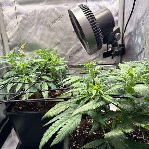Super Silver Haze growlog timeline photo